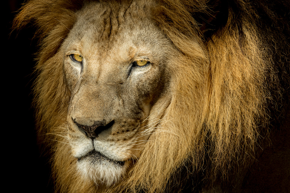 Lion Photographs | Art | Images | Florida