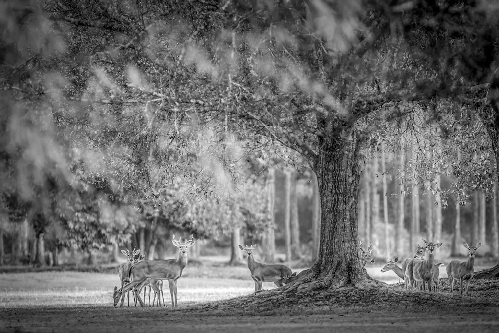 Deer Photos | Images | Pics | Wall Art | Wallpapers | Photography
