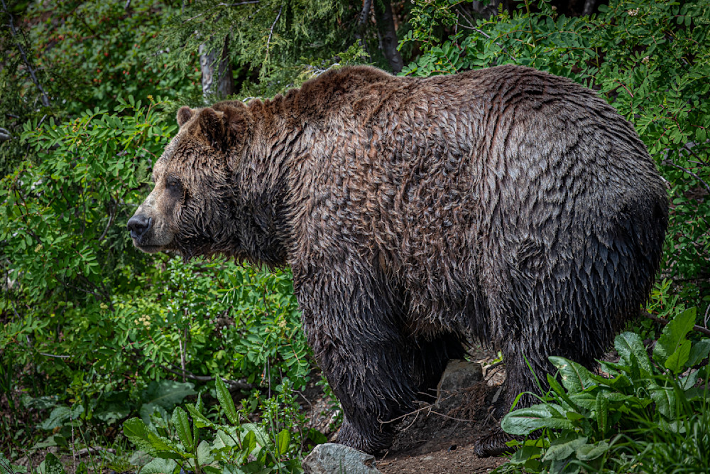 Bears Photo | Animal | Pictures| Images| Wall Art |Wallpaper |Pics