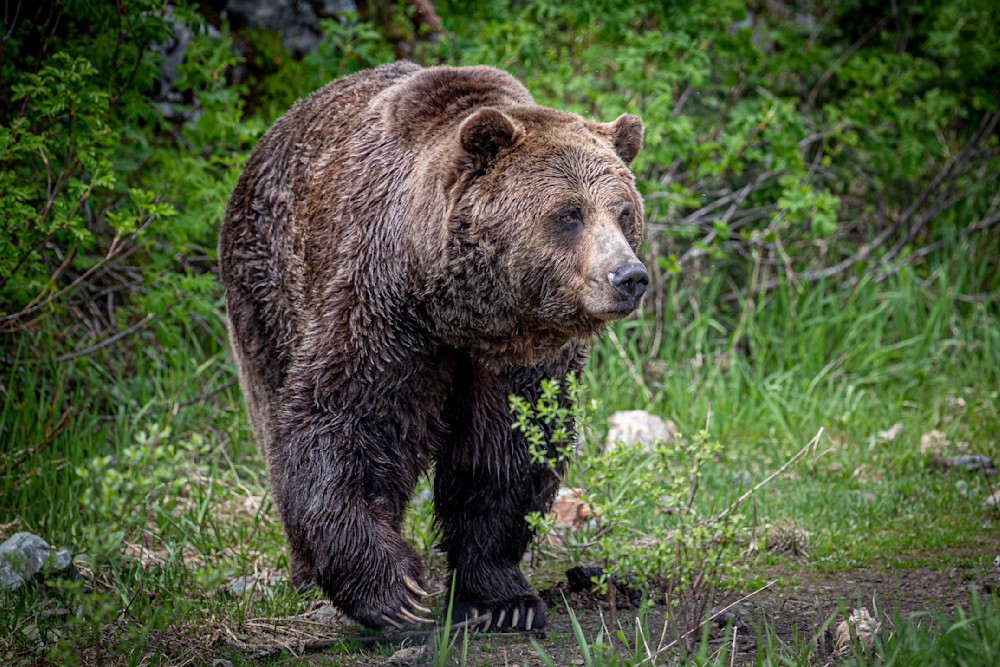 Bears Photo | Animal | Pictures| Images| Wall Art |Wallpaper |Pics