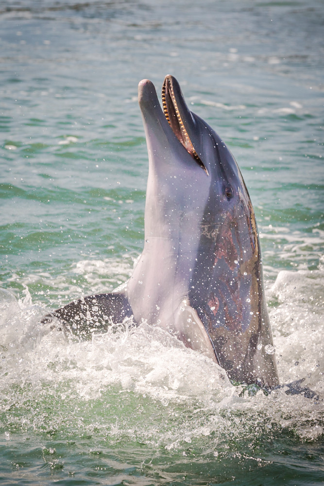 Dolphin Photo | Art | Dennis Goodman Photography