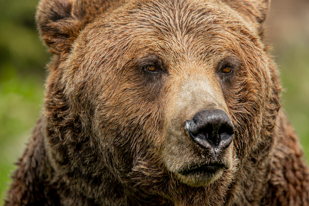 Bears Photo | Animal | Pictures| Images| Wall Art |Wallpaper |Pics