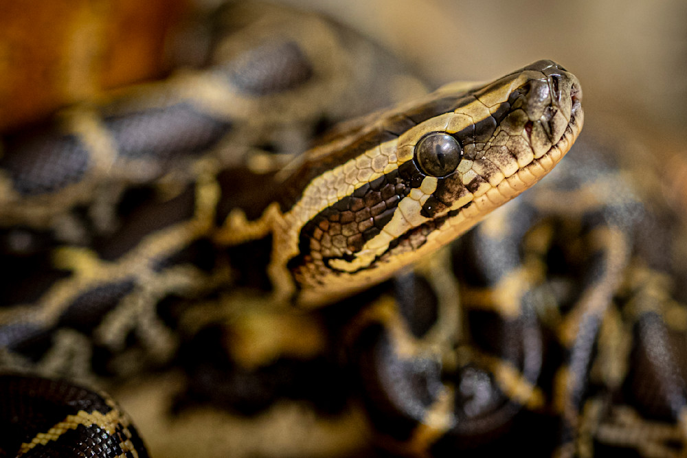 Python Snake | Images | Pictures| Photos