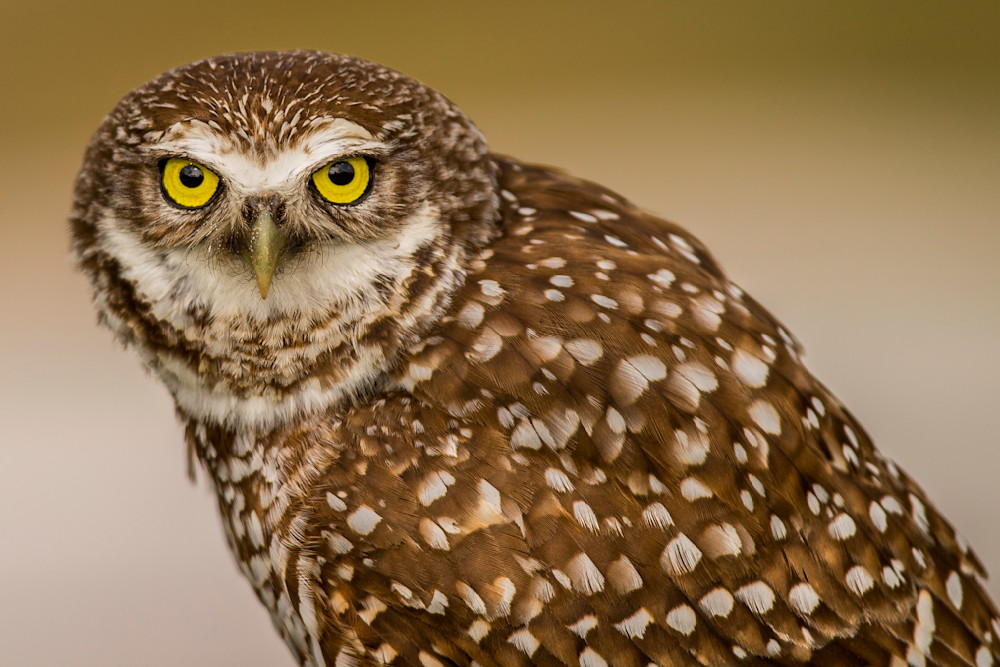 Owl | Photos | Pictures | Images | Pics | Wallpapers | Wall Art