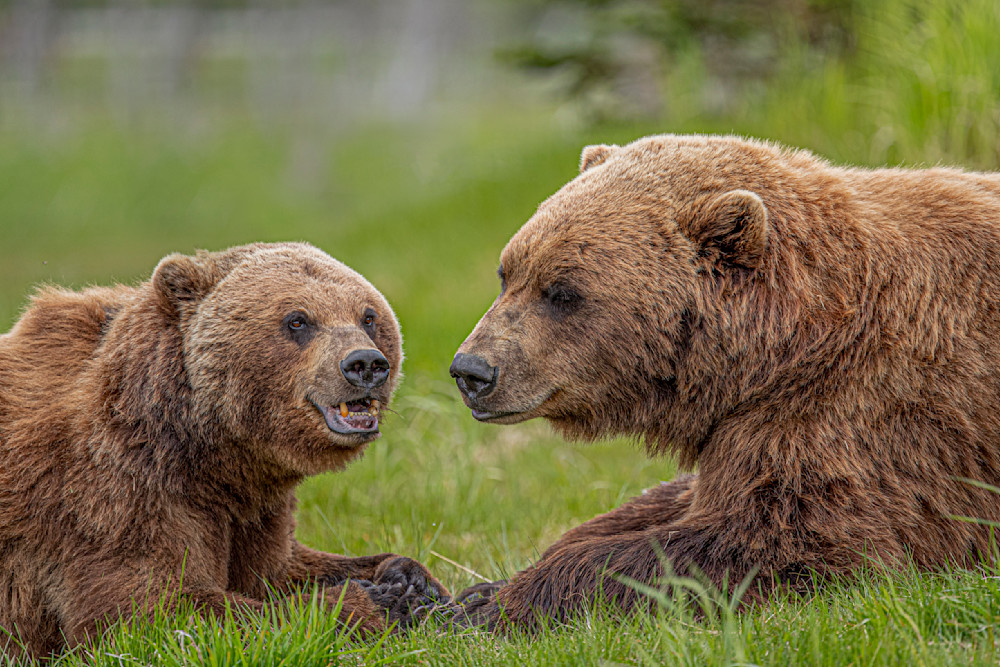 Bears Photo | Animal | Pictures| Images| Wall Art |Wallpaper |Pics