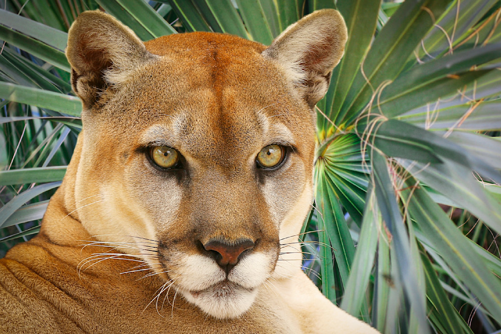 Florida Panther Pictures | Photos | Images | Animal | Pics