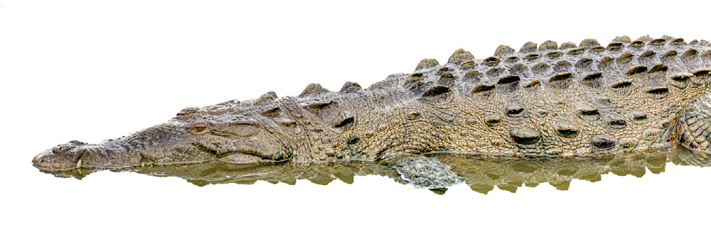 Crocodile | Images | Photos | Pics | Art | Wallpapers