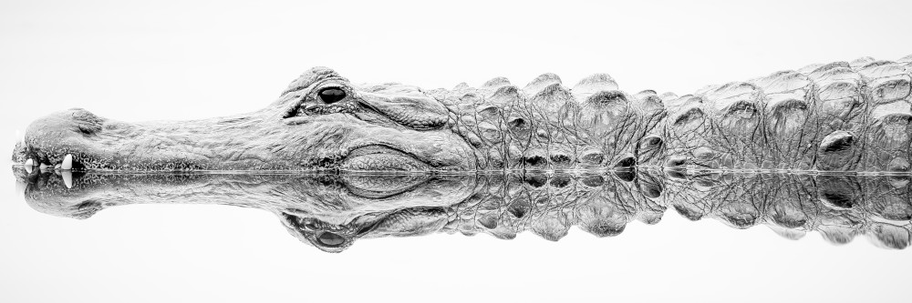 Alligator Three