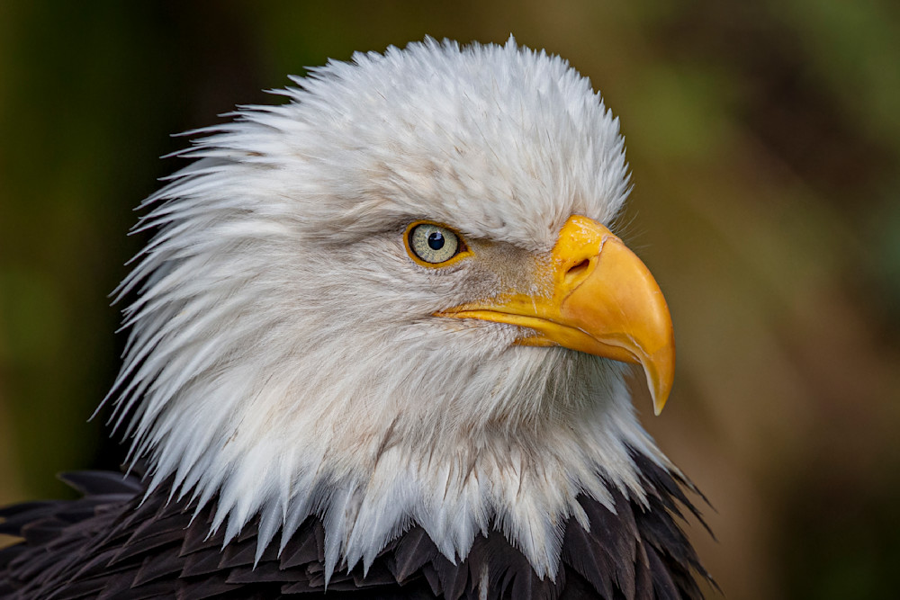Bald Eagle Photos | Pictures | Images| Wallpapers |Pics |American