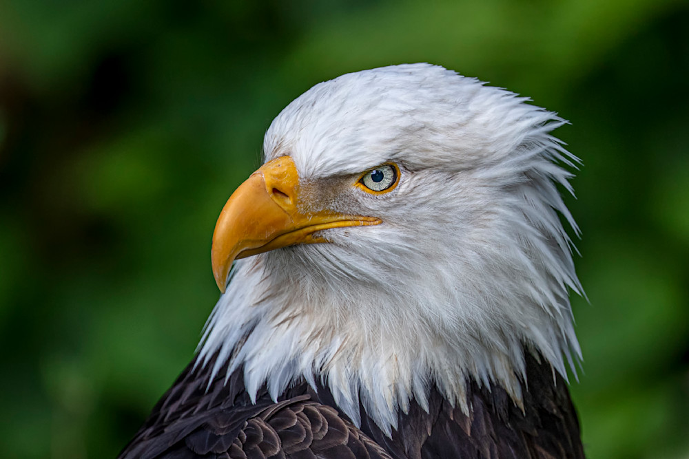 Bald Eagle Photos | Pictures | Images| Wallpapers |Pics |American