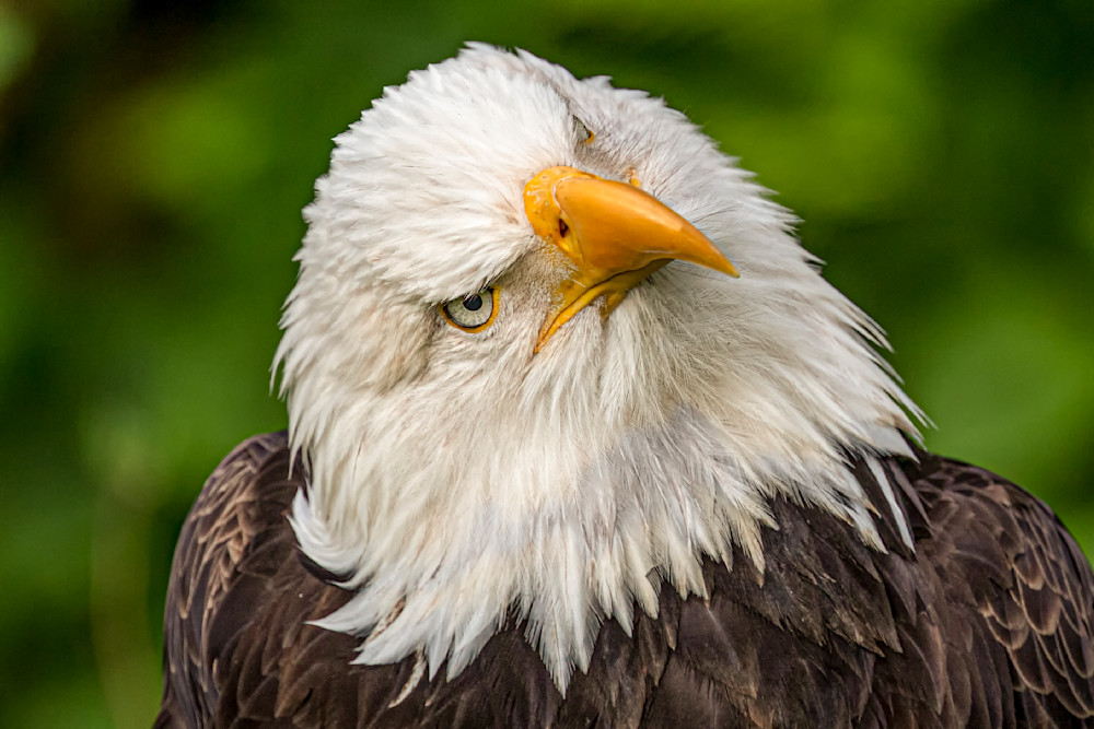 Bald Eagle Twelve