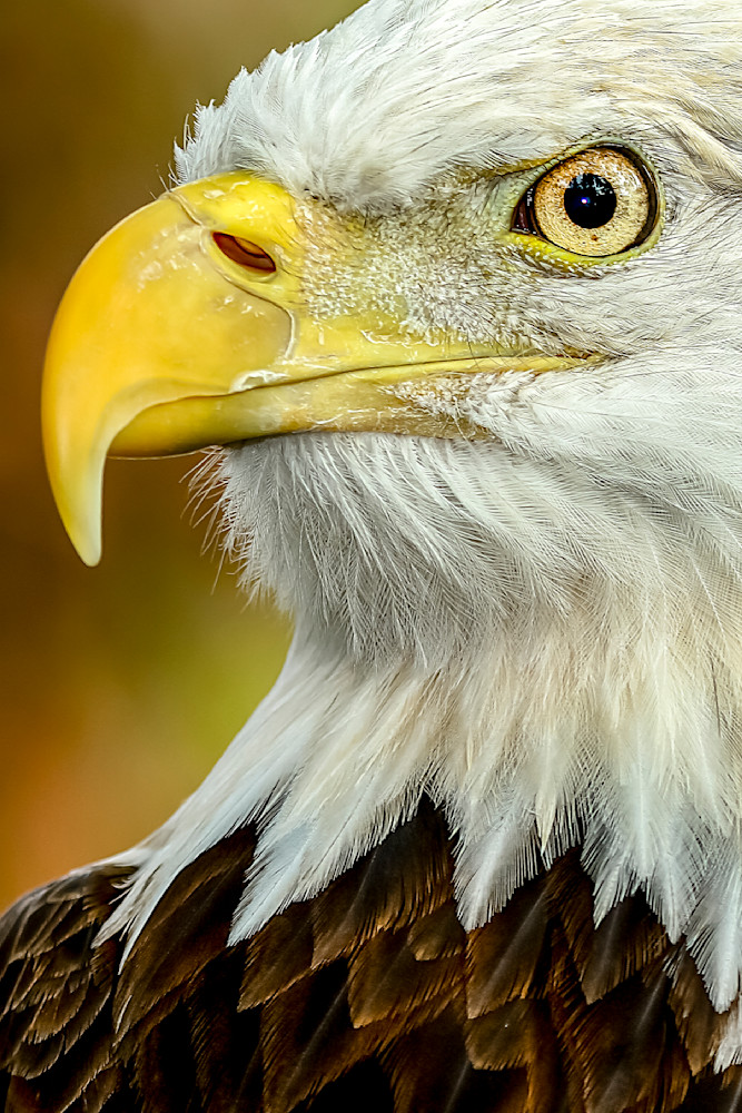 Bald Eagle Photos | Pictures | Images| Wallpapers |Pics |American