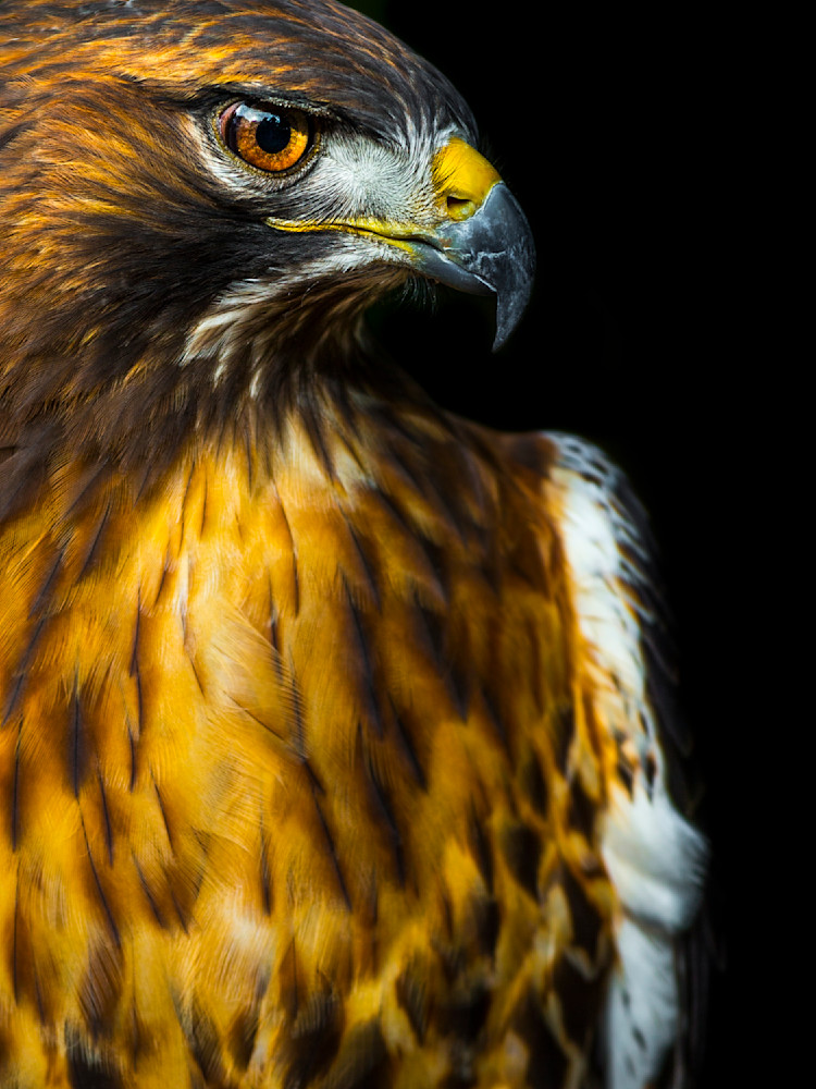 Red Tailed Hawk Photos | Art | Images | Naples | Florida | FL