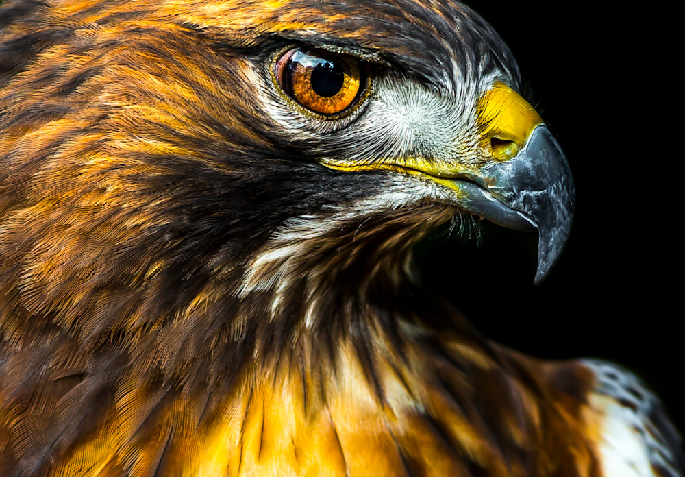 Red Tailed Hawk Photos | Art | Images | Naples | Florida | FL