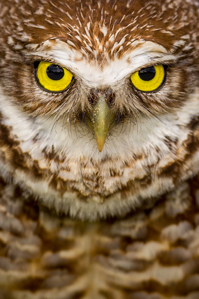Burrowing Owls Photos | Pictures | Pics | Images 