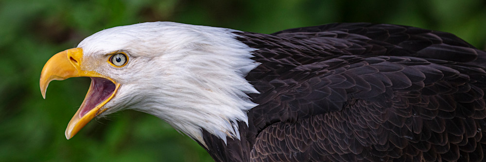 Bald Eagle Photos | Pictures | Images| Wallpapers |Pics |American