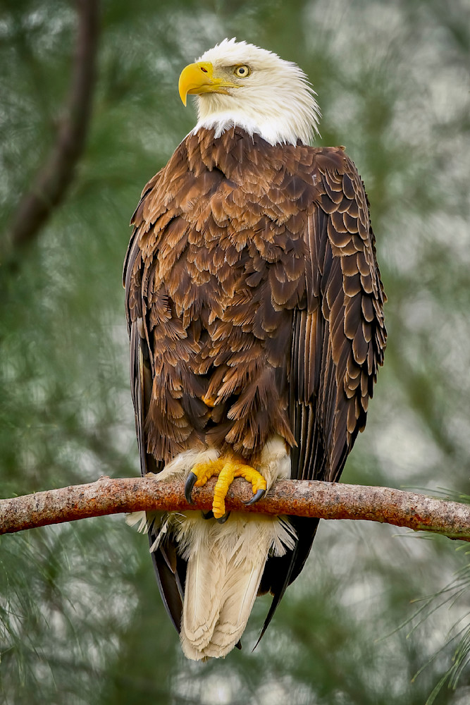 Bald Eagle Photos | Pictures | Images| Wallpapers |Pics |American