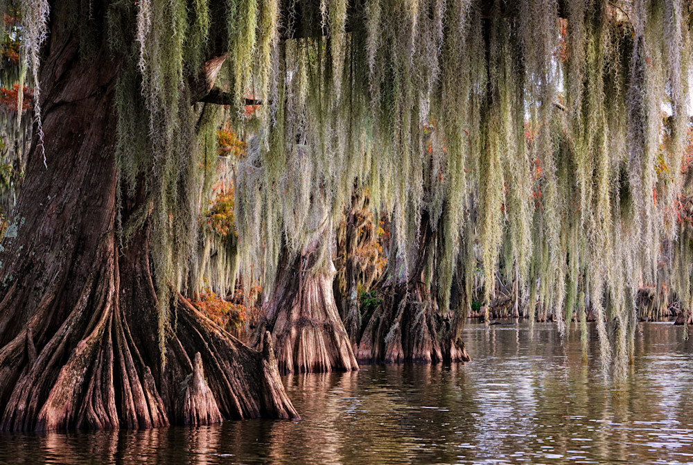 Into the Lost World — Louisiana swamp fine-art photography prints