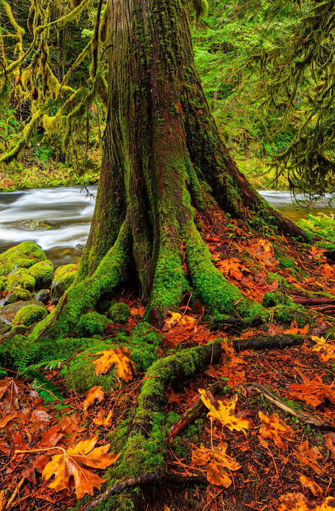Western Red Cedar Lower Salmon River Or Photography Art | Dale F Meyer Photography