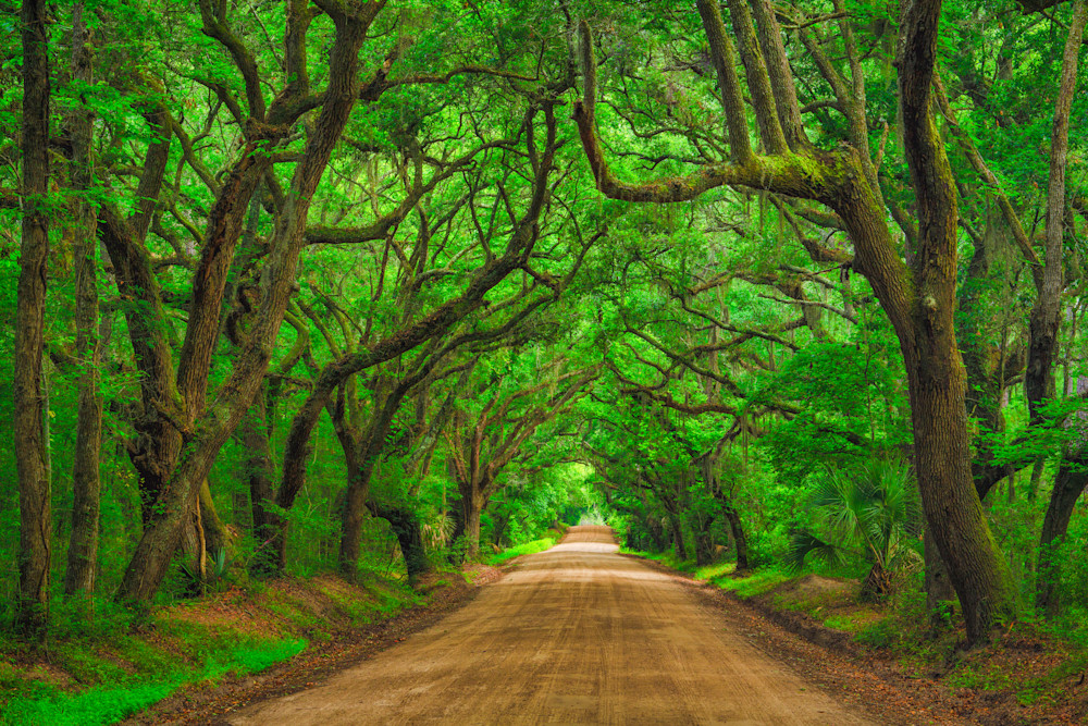 The Old Road Edisto Island Sc Photography Art | Dale F Meyer Photography