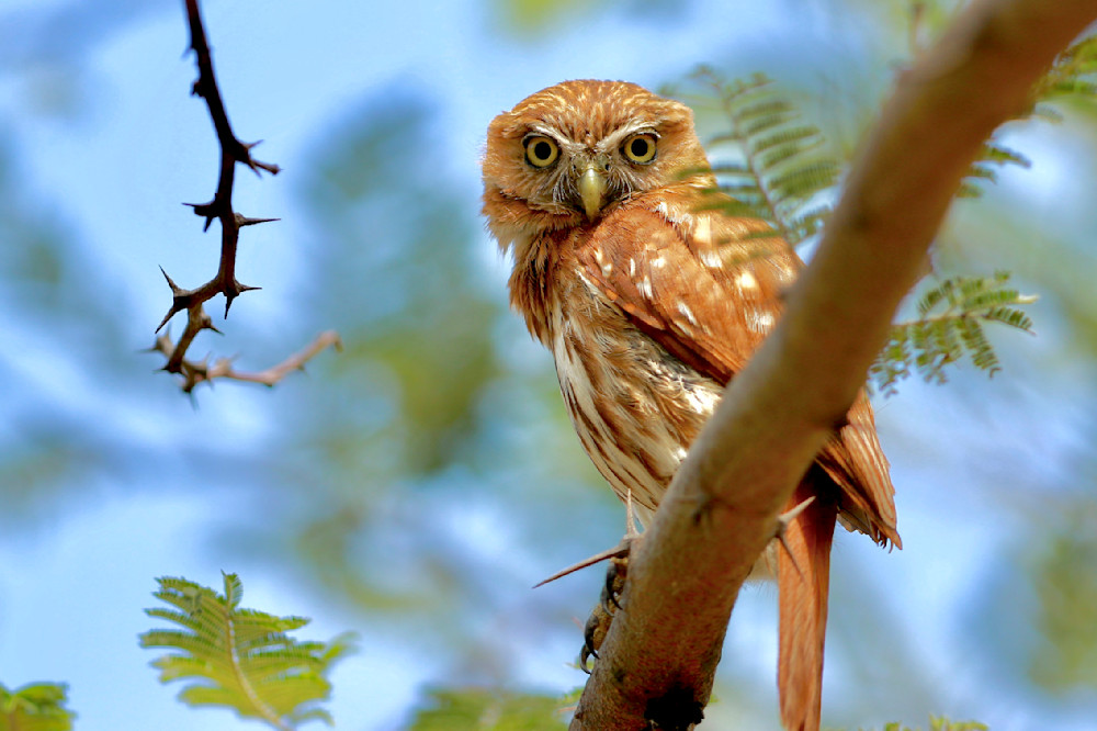 Pygmy Owl    Peru Photography Art | Steve Wagner Photography