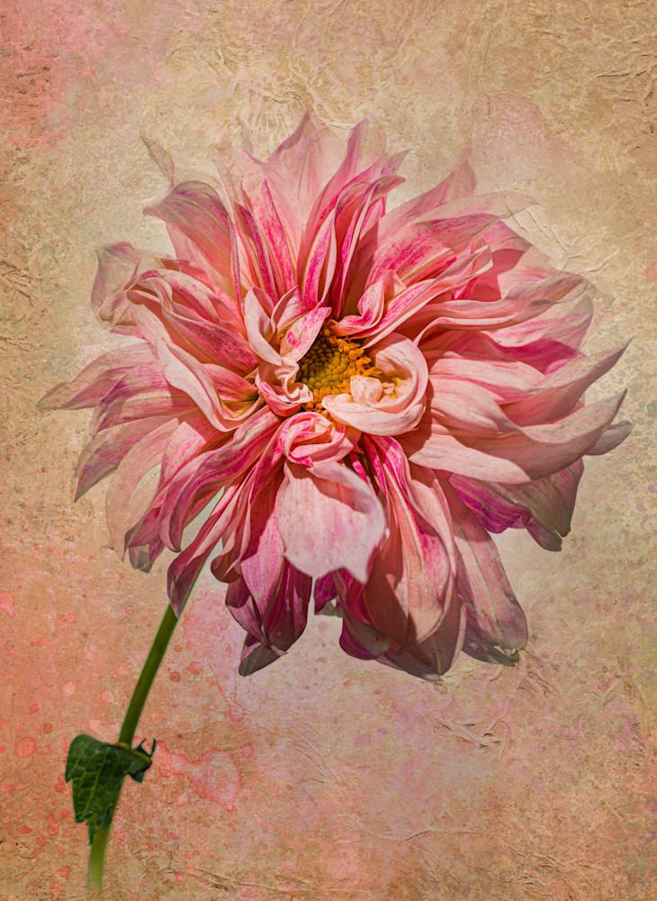 Swirly, curly sweet pink dahlia fine art print