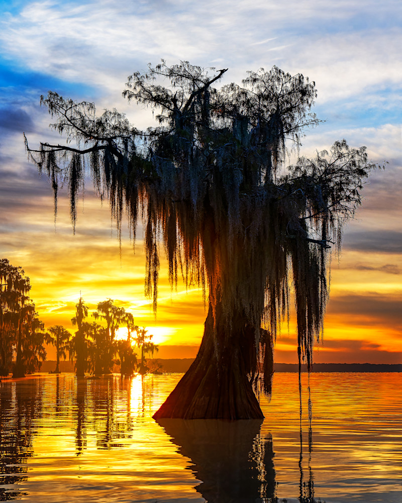 Splendor — Louisiana swamp fine-art photography prints