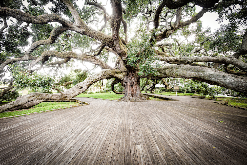 Oak Trees | Photos | Images | Pics | Wall Art