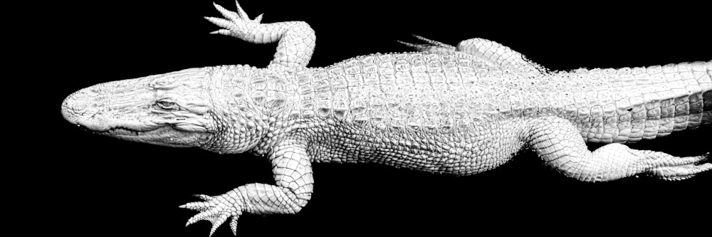 Albino Alligator | Photos | Pictures | Pics | Images | Wallpapers
