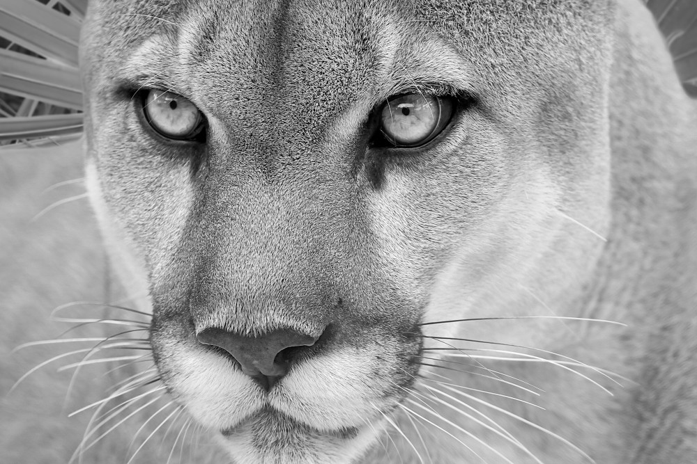 Florida Panther Black  And White