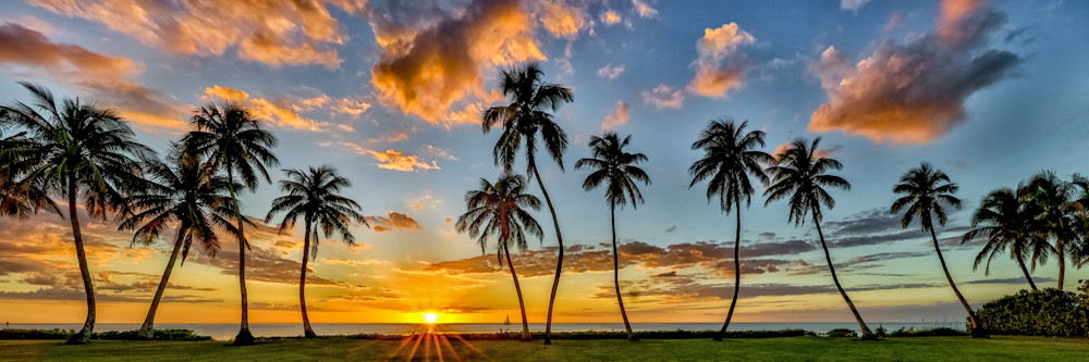 Palm Tree Images | Photos | Pics | Art 