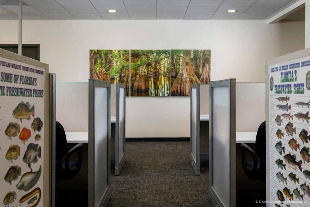 Photographs | Art | Images | Photos | Dennis Goodman Photography