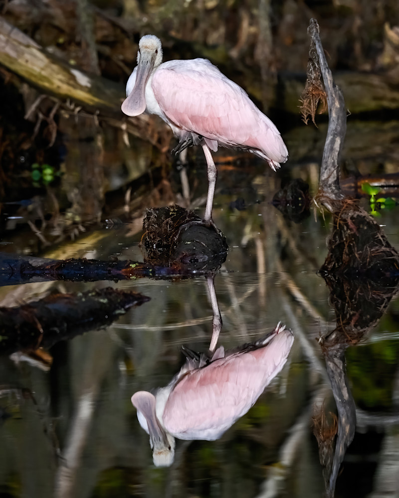 Reflection in Pink — Louisiana swamp fine-art photography prints