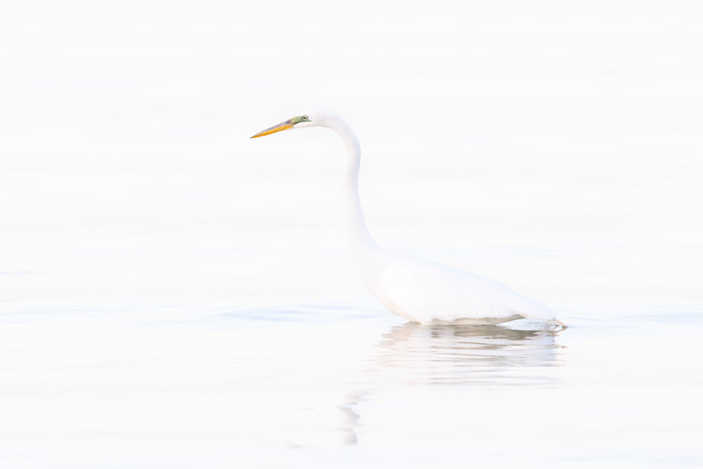 Great Egrets Birds | Pictures | Photos | Florida 