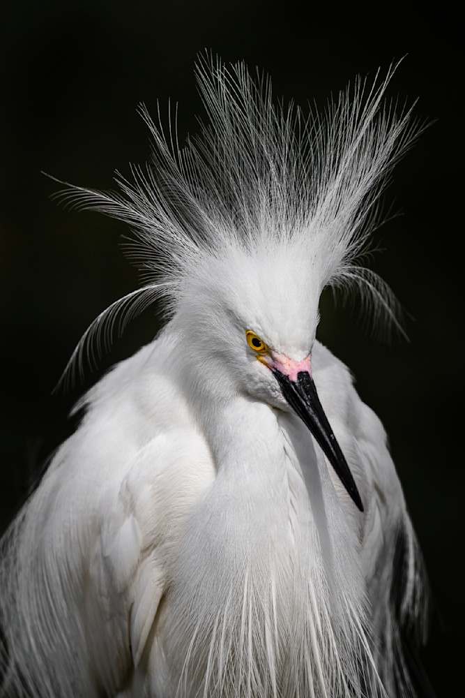 Snowy Egret Bird Photos | Dennis Goodman Photography
