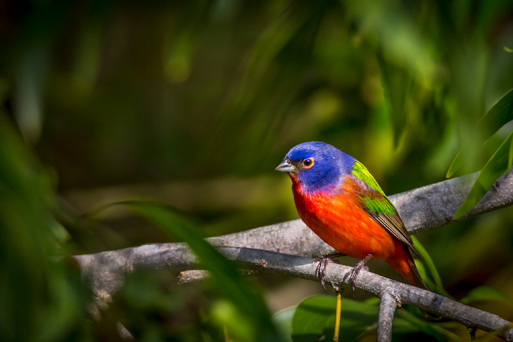 Painted Bunting Bird Images | Dennis Goodman Photography