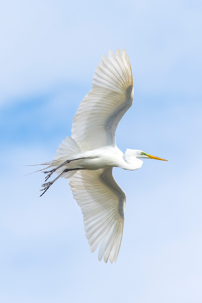 Great Egrets Birds | Pictures | Photos | Florida 