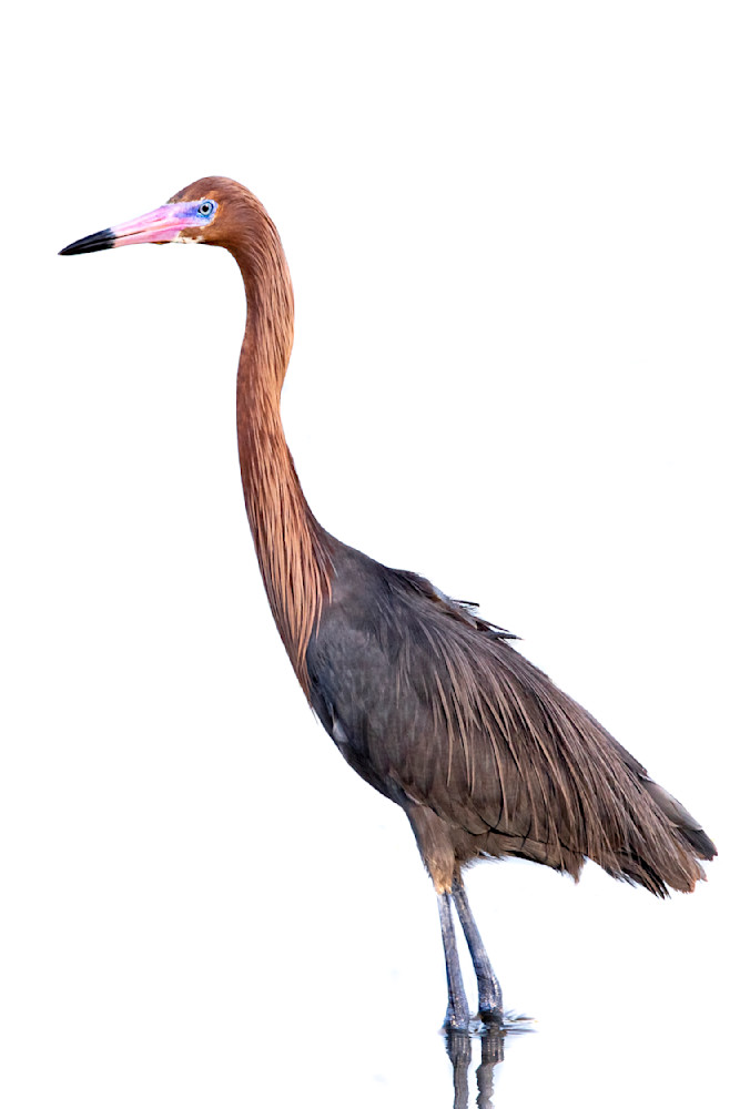 Reddish Egret | Dennis Goodman Photography