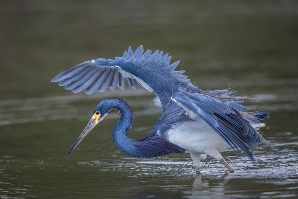 Tricolored Heron Photo | Dennis Goodman Photography