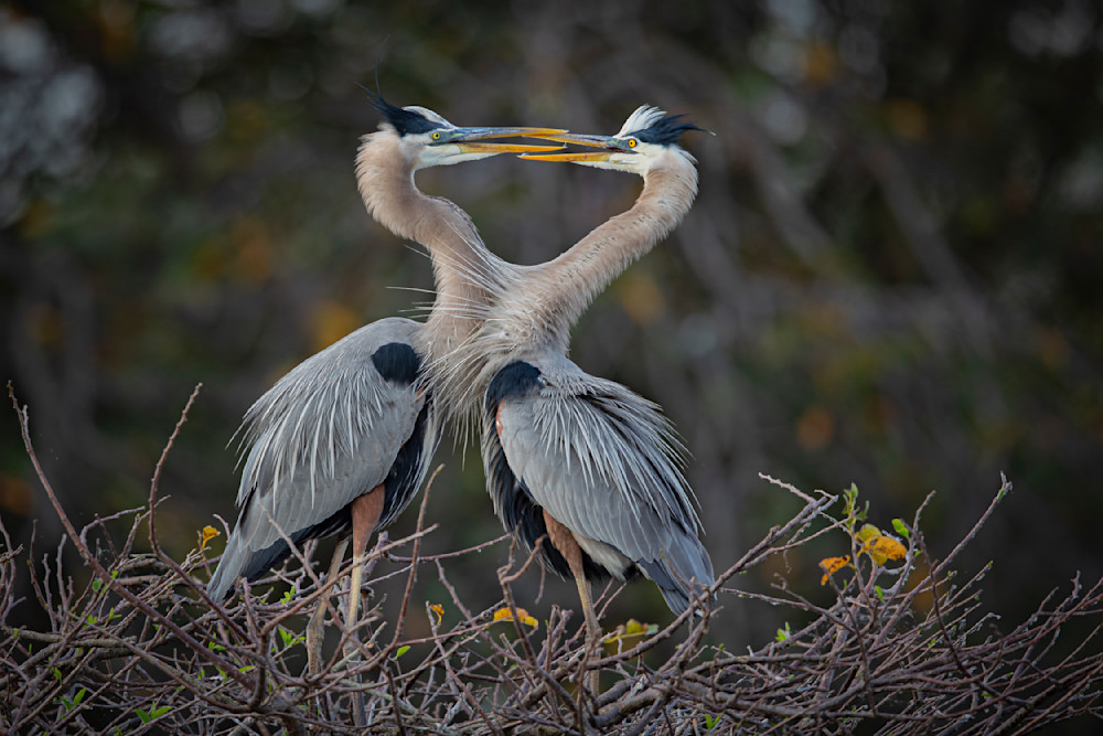 Blue Heron Birds | Wall Art | Pictures | Images | Pics |Wallpaper