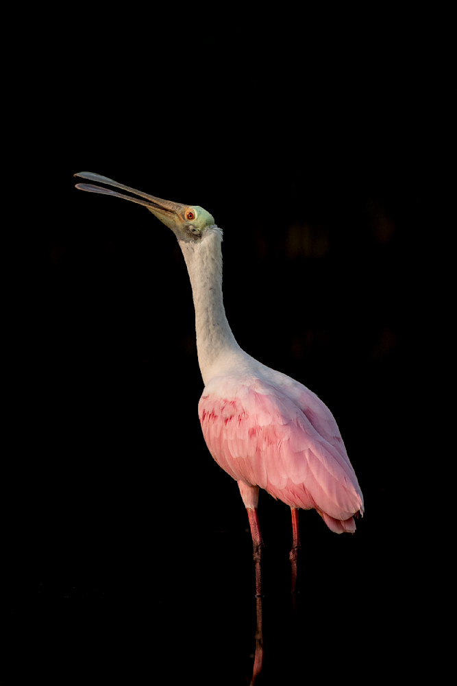 Birds| Pics | Wall Art | Images | Photos |Wallpapers| Pictures