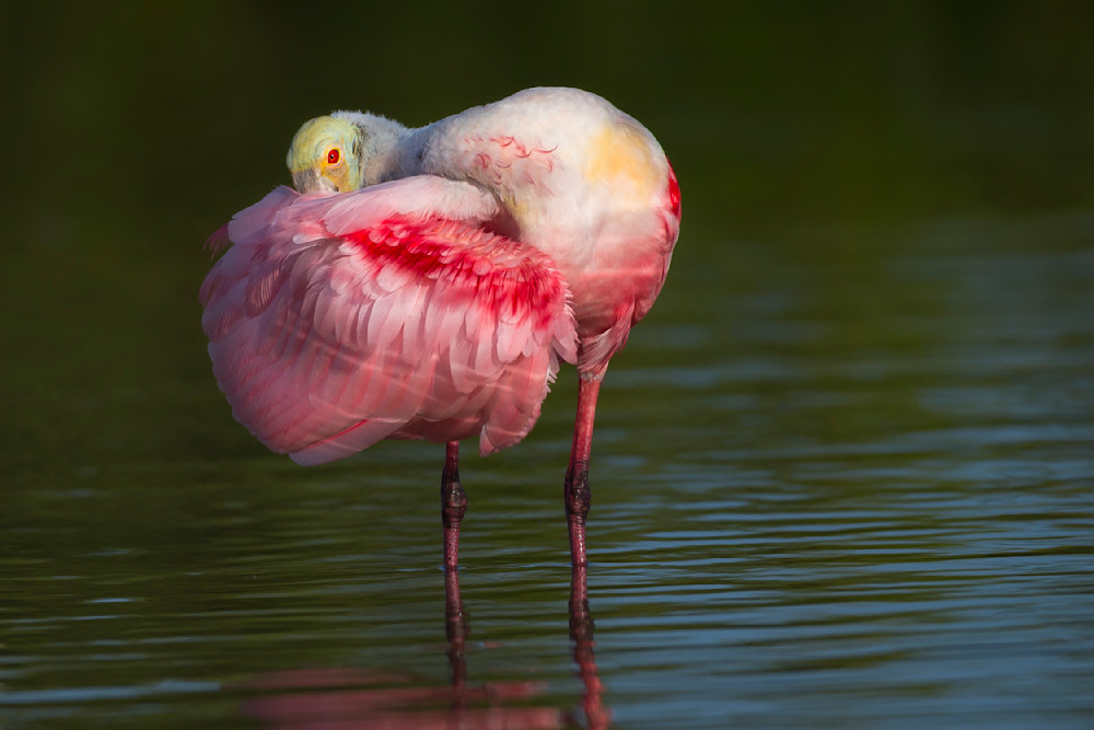 Pink Roseate Spoonbill Birds | Art Photography | Dennis Goodman