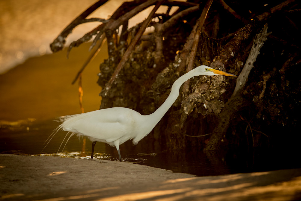 Birds | Pics | Wall Art | Images | Photos |Wallpapers| Pictures