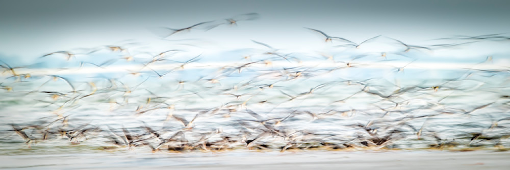 Bids | Photos | Pictures | Images | Pics | Wallpapers | Wall Art