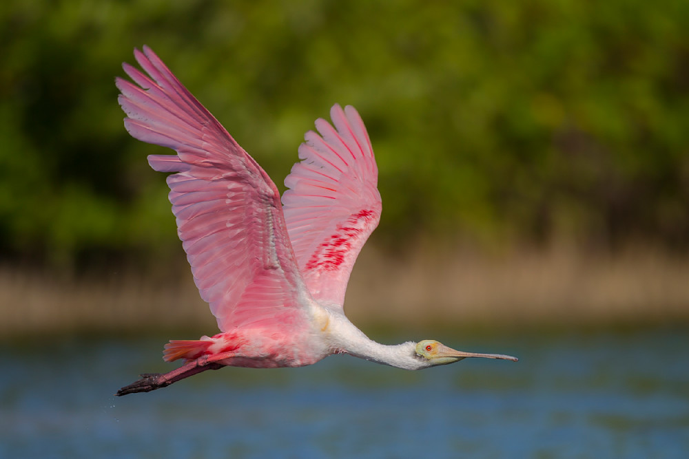 Roseate Spoonbill 12 Photography Art | Dennis Goodman Photography, Inc.
