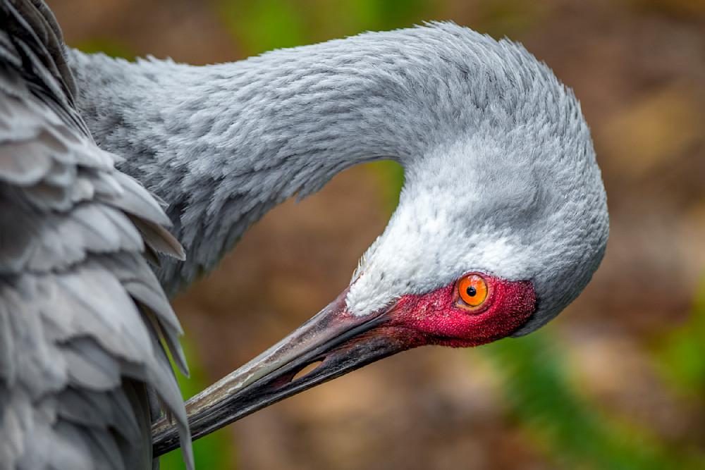 Sandhill Cranes Images | Dennis Goodman Photography