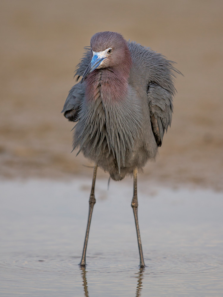 Little Blue Heron Bird Photos | Pics | Images | Wall Art