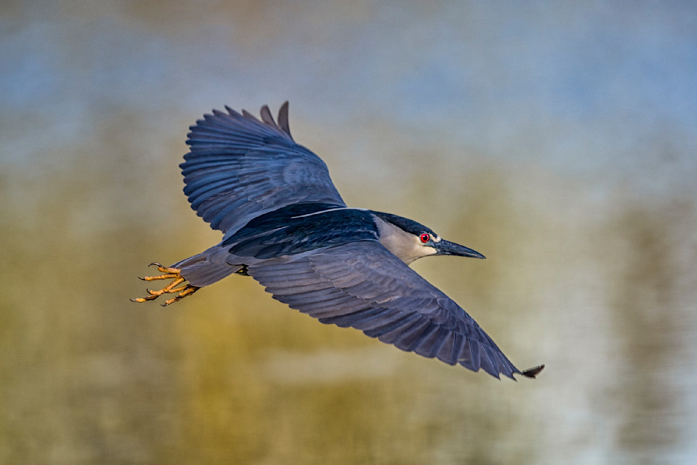 Black Crowned Night Heron pictures