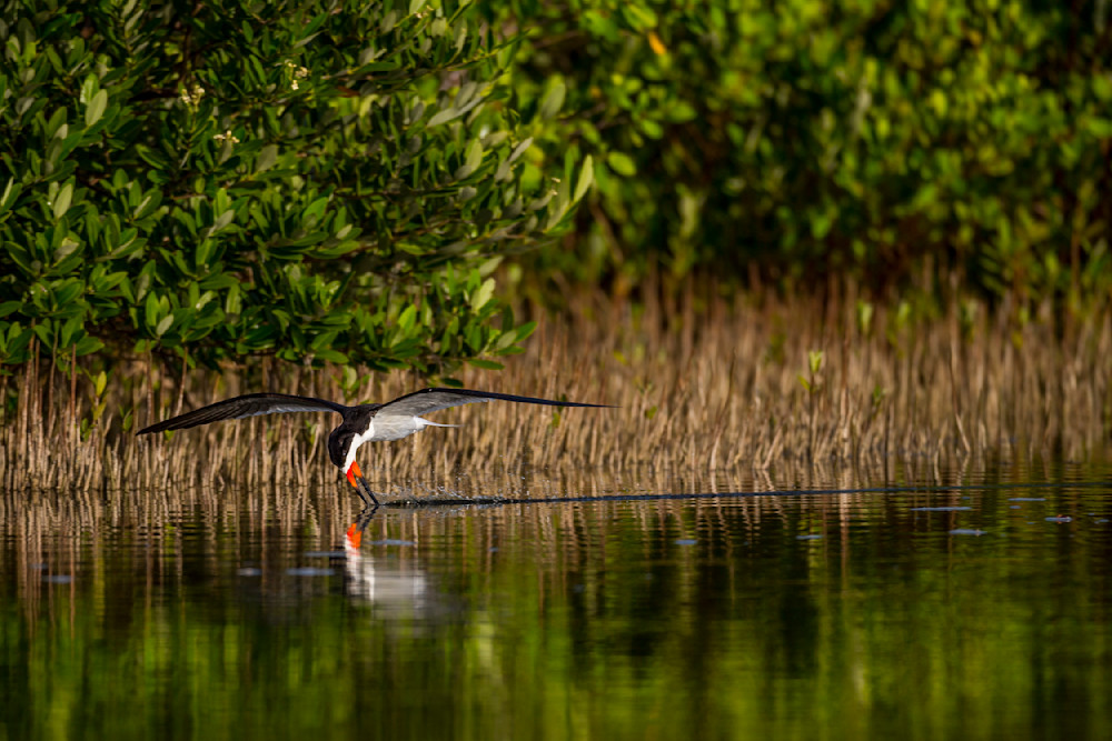 Black Skimmers​ Birds Dennis Goodman Photography
