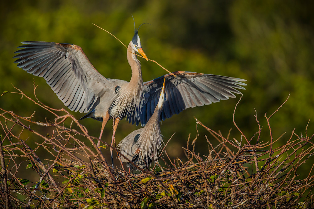Blue Heron Birds | Wall Art | Pictures | Images | Pics |Wallpaper